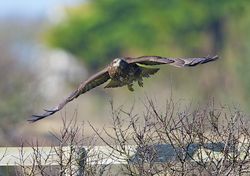 Buzzard photographed at Creux Mahie, TOR [CRX] on 18/2/2013. Photo: © Royston Carré
