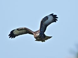 Buzzard photographed at Creux Mahie, TOR [CRX] on 18/2/2013. Photo: © Royston Carré