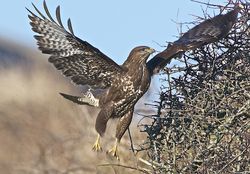 Buzzard photographed at Creux Mahie, TOR [CRX] on 19/2/2013. Photo: © Royston Carré