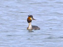 Great Crested Grebe photographed at Vazon [VAZ] on 7/3/2013. Photo: © Royston Carré