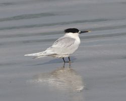 Sandwich Tern photographed at Cobo [COB] on 14/3/2013. Photo: © Cindy  Carre