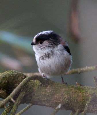 Long-tailed Tit photographed at St Peter Port [SPP] on 20/3/2013. Photo: © Mike Cunningham