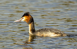 Great Crested Grebe photographed at Grandes Havres [GHA] on 23/3/2013. Photo: © Anthony Loaring
