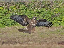 Buzzard photographed at Creux Mahie, TOR [CRX] on 28/3/2013. Photo: © Royston Carré