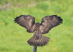 Buzzard photographed at Creux Mahie, TOR [CRX] on 28/3/2013. Photo: © Royston Carré