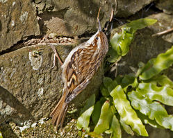 Short-toed Treecreeper photographed at St Peter Port [SPP] on 6/4/2013. Photo: © Mike Cunningham