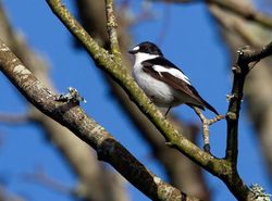 Pied Flycatcher photographed at Trinity [TRI] on 15/4/2013. Photo: © Vic Froome