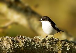 Pied Flycatcher photographed at Trinity [TRI] on 15/4/2013. Photo: © Anthony Loaring