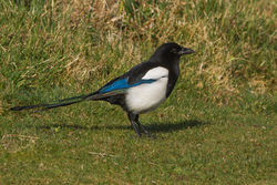 Magpie photographed at Fort Doyle [DOY] on 21/4/2013. Photo: © Rod Ferbrache