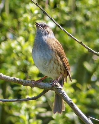 Dunnock photographed at Grands Marais/Pre [PRE] on 27/4/2013. Photo: © Tracey Henry