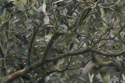 Wood Warbler photographed at Saumarez Park [SAU] on 28/4/2013. Photo: © Dave Andrews