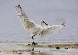 Spoonbill photographed at Claire Mare [CLA] on 8/5/2013. Photo: © Royston Carré