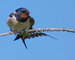 Swallow photographed at Pulias [PUL] on 15/5/2013. Photo: © Mark Lawlor