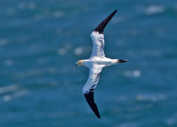 Gannet photographed at Jaonneuse [JAO] on 23/5/2013. Photo: © Mike Cunningham