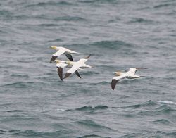 Gannet photographed at Chouet Hide [CHH] on 28/5/2013. Photo: © Royston Carré