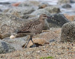 Whimbrel photographed at Herm [HER] on 6/6/2013. Photo: © Robert Atkinson