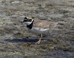 Little Ringed Plover photographed at Claire Mare [CLA] on 12/7/2013. Photo: © Mike Cunningham