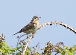 Wryneck photographed at Fort Le Marchant [MAR] on 29/8/2013. Photo: © Royston Carré