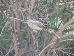 Wryneck photographed at Rocquaine [ROC] on 4/9/2013. Photo: © Steve and Hilary Wild