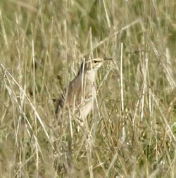Tawny Pipit photographed at Creux Mahie, TOR [CRX] on 22/9/2013. Photo: © Anthony Loaring
