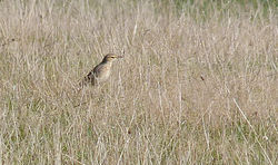 Tawny Pipit photographed at Creux Mahie on 22/9/2013. Photo: © Mark Lawlor