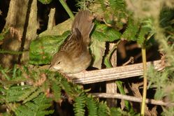 Grasshopper Warbler photographed at Scramble Track [SCR] on 5/10/2013. Photo: © Mark Guppy