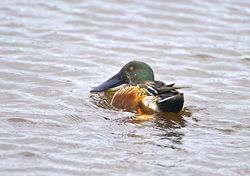 Shoveler photographed at Claire Mare [CLA] on 6/11/2013. Photo: © Royston Carré