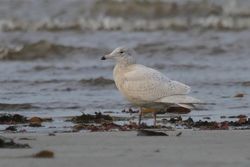 Glaucous Gull photographed at Grandes Havres [GHA] on 2/1/2014. Photo: © Dave Andrews