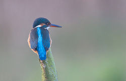 Kingfisher photographed at Rue des Bergers [BER] on 2/1/2014. Photo: © Chris Bale