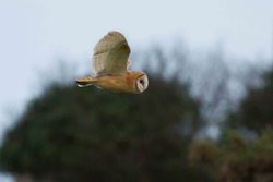 Barn Owl photographed at Mont Marche on 7/1/2014. Photo: © Adrian Gidney