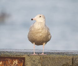 Glaucous Gull photographed at Town Harbour [TOW] on 15/1/2014. Photo: © Karen Jehan