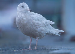 Glaucous Gull photographed at St Peter Port [SPP] on 16/1/2014. Photo: © Chris Bale