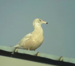 Glaucous Gull photographed at Town Harbour [TOW] on 18/1/2014. Photo: © Mark Guppy