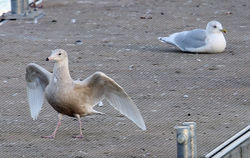 Glaucous Gull photographed at St Peter Port [SPP] on 19/1/2014. Photo: ©  Rockdweller