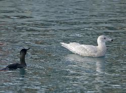 Glaucous Gull photographed at St.Peter Port on 20/1/2014. Photo: © Royston Carré