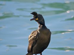 Shag photographed at St.Peter Port on 20/1/2014. Photo: © Royston Carré
