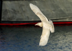 Glaucous Gull photographed at Town Harbour [TOW] on 19/1/2014. Photo: © Anthony Loaring