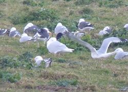 Glaucous Gull photographed at Chouet Refuse Tip [CH2] on 15/2/2014. Photo: © Kevin Childs