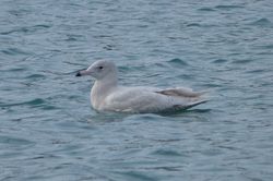 Glaucous Gull photographed at Town Harbour [TOW] on 23/2/2014. Photo: © Mark Guppy
