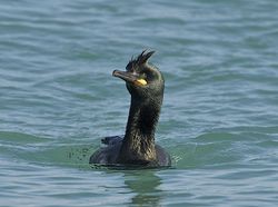 Shag photographed at Town Harbour [TOW] on 24/2/2014. Photo: © Royston Carré