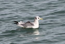 Kittiwake photographed at Salerie Corner [SAL] on 23/2/2014. Photo: © Andy Marquis