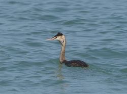 Great Crested Grebe photographed at Havelet [HAV] on 5/3/2014. Photo: © Royston Carré