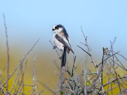 Long-tailed Tit photographed at Pleinmont [PLE] on 15/4/2014. Photo: © Royston Carré