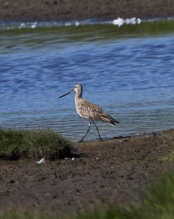 Bar-tailed Godwit photographed at Colin Best NR [CNR] on 16/5/2014. Photo: © Cindy  Carre