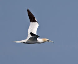 Gannet photographed at Fort Doyle [DOY] on 16/6/2014. Photo: © Mike Cunningham