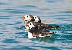 Puffin photographed at Herm [HER] on 19/6/2014. Photo: © Royston Carré