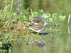 Green Sandpiper photographed at Rue des Bergers [BER] on 14/7/2014. Photo: © Royston Carré