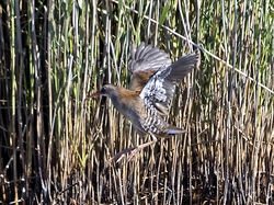 Water Rail photographed at Claire Mare [CLA] on 28/7/2014. Photo: © Mike Cunningham