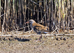 Water Rail photographed at Claire Mare [CLA] on 28/7/2014. Photo: © Mike Cunningham