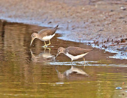 Green Sandpiper photographed at Claire Mare on 30/7/2014. Photo: © Mike Cunningham